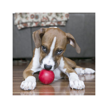 Kong Pelota Clasica Con Agujero Chica