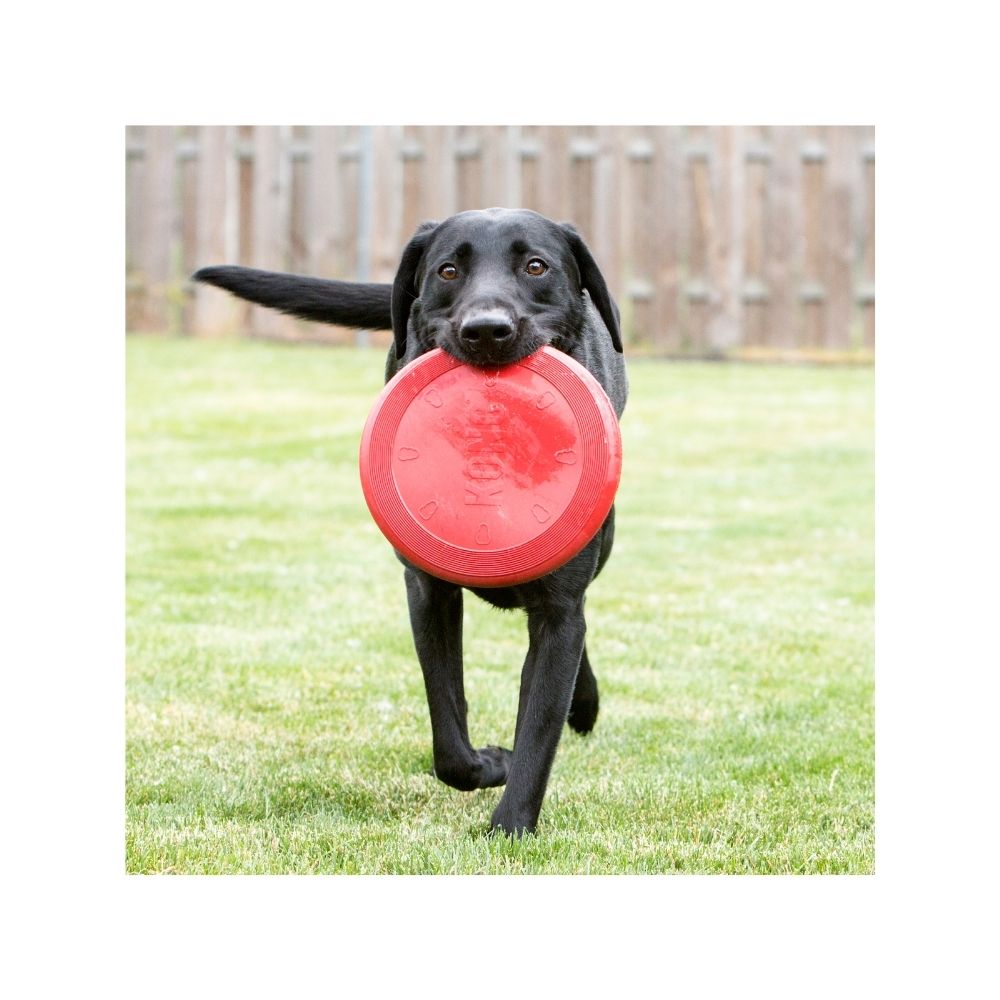 Kong Flyter Zone De Naylon