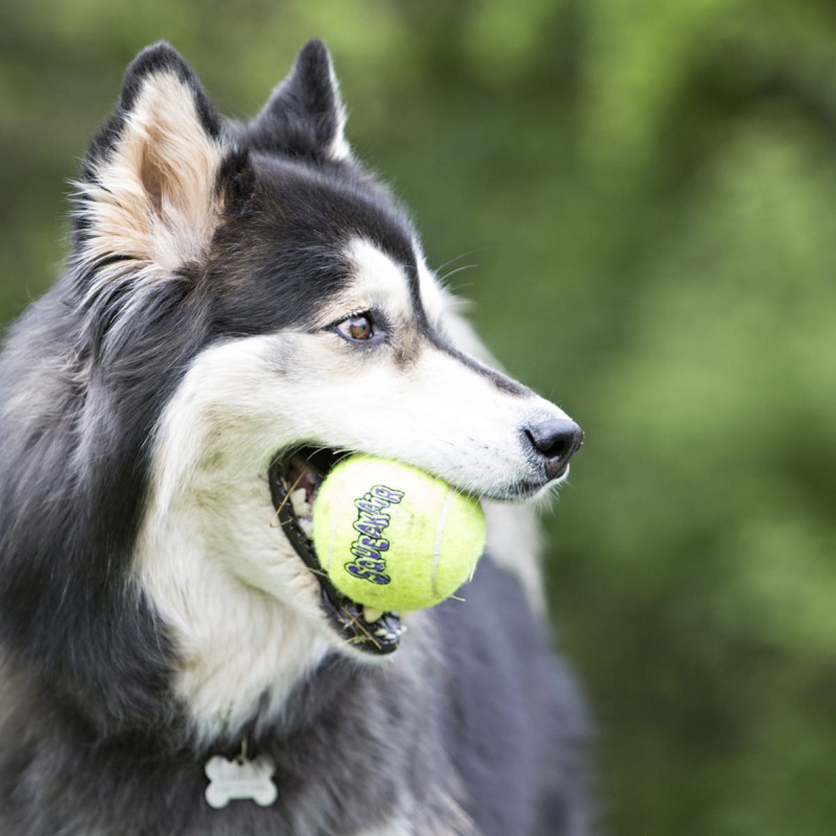 Kong Pelota Squeakair Mediana Con Cuerda