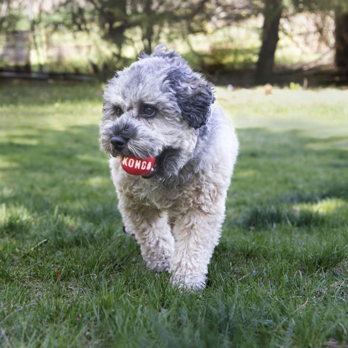Kong Pelota Firma Md 2Pz