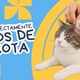 ¿Cómo limpiar correctamente los oídos de tu mascota?