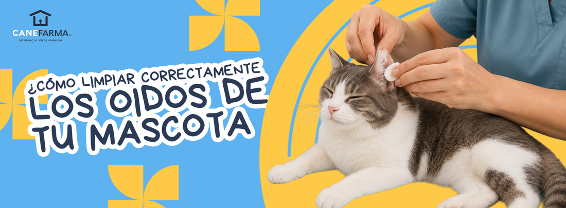 ¿Cómo limpiar correctamente los oídos de tu mascota?
