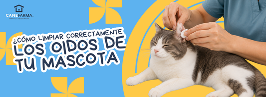 ¿Cómo limpiar correctamente los oídos de tu mascota?