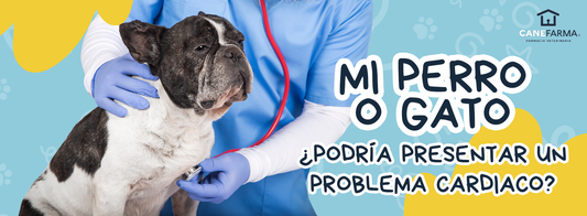 ¿Mi perro o gato podría presentar un problema cardiaco?
