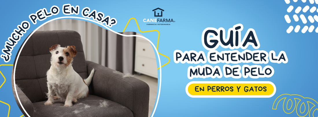 ¿Mucho pelo en casa? Guía para entender la muda de pelo en perros y gatos