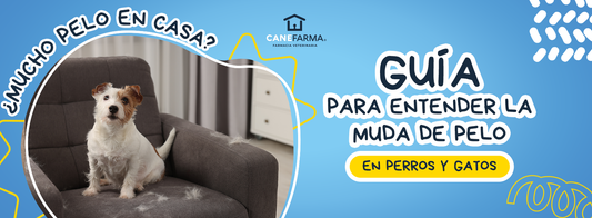 ¿Mucho pelo en casa? Guía para entender la muda de pelo en perros y gatos