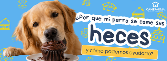 ¿Por qué mi perro se come sus heces y cómo podemos ayudarlo?