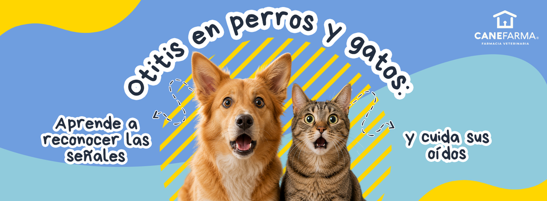 Otitis en perros y gatos: aprende a reconocer las señales y cuida sus oídos