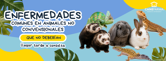 Enfermedades comunes en animales no convencionales que no deberían llegar tarde a consulta