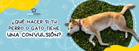 ¿Qué hacer si tu perro o gato tiene una convulsión?