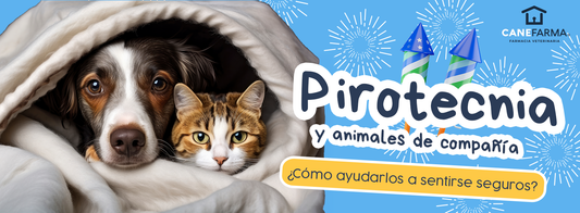 Pirotecnia y animales de compañía: ¿cómo ayudarlos a sentirse seguros?