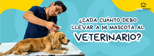 ¿Cada cuánto debo llevar a mi mascota al veterinario? Guía por etapa de vida