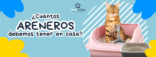 ¿Cuántos areneros debemos tener en casa? Guía para tu gato
