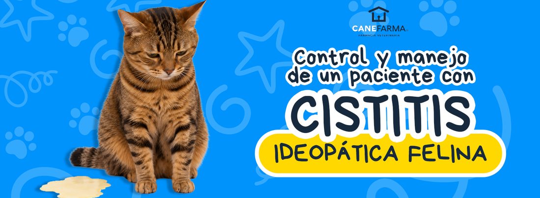 Cistitis idiopática felina: cómo reconocerla y ayudar a tu gato a prevenirla