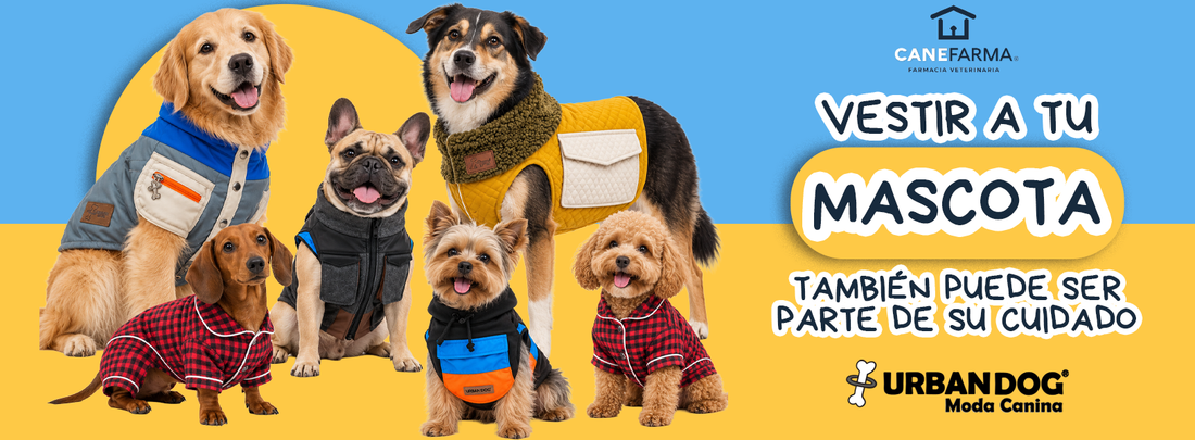 Urban Dog: ropa para perros que combina comodidad, protección y estilo
