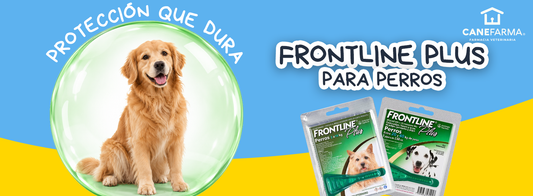 Frontline Plus para perros: cómo funciona y qué pipeta elegir según su peso
