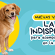Mi perrita está gestante: ¿qué debo hacer? Guía de cuidados para los 63 días
