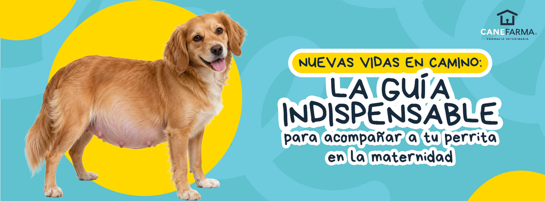 Mi perrita está gestante: ¿qué debo hacer? Guía de cuidados para los 63 días