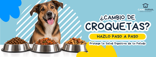 ¿Cómo cambiar el alimento de tu mascota sin causarle diarrea?