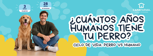 ¿Cuántos años humanos tiene tu perro? La verdad detrás del mito de «multiplicar por 7»