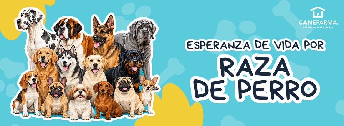 Esperanza de vida por raza de perro: ¿por qué los perros grandes viven menos que los pequeños?
