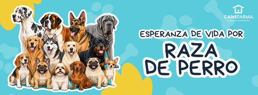 Esperanza de vida por raza de perro: ¿por qué los perros grandes viven menos que los pequeños?
