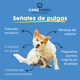Señales de que mi perro tiene pulgas y Cómo combatirlas