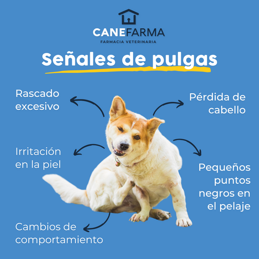 Señales de que mi perro tiene pulgas y Cómo combatirlas