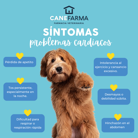 Problemas Cardiacos en Perros: Causas, Síntomas y Cuidados
