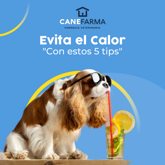 Evita el Calor con estos 5 Tips Divertidos