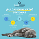 Todo lo que debes saber sobre las pulgas en los gatos