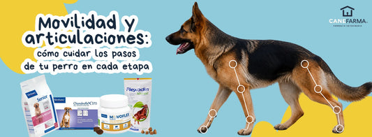 Movilidad y articulaciones: cómo cuidar los pasos de tu perro en cada etapa