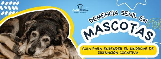 Demencia senil en mascotas: guía para entender el Síndrome de Disfunción Cognitiva