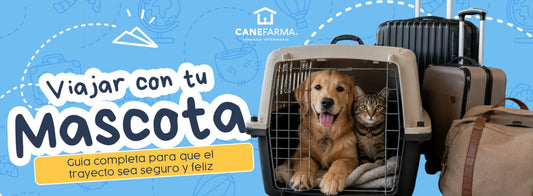 Viajar con tu mascota: guía completa para que el trayecto sea seguro y feliz