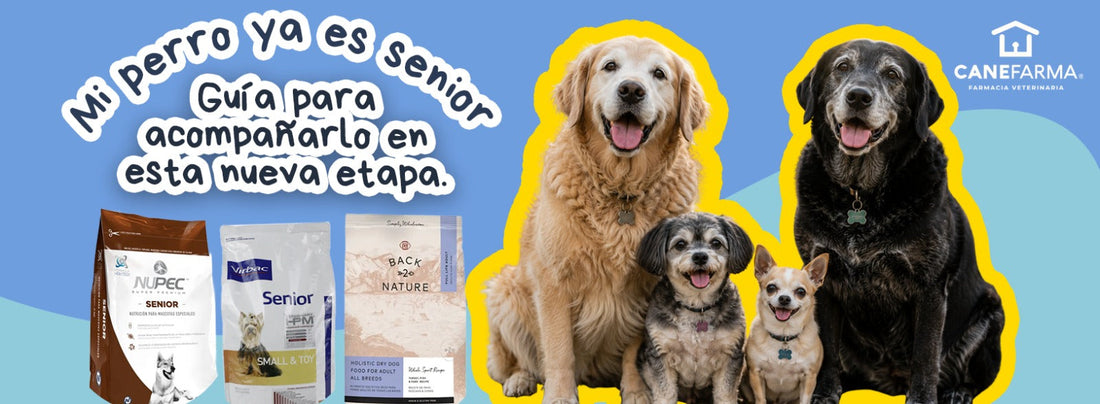 Mi perro ya es senior: guía para acompañarlo en esta nueva etapa