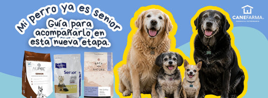 Mi perro ya es senior: guía para acompañarlo en esta nueva etapa