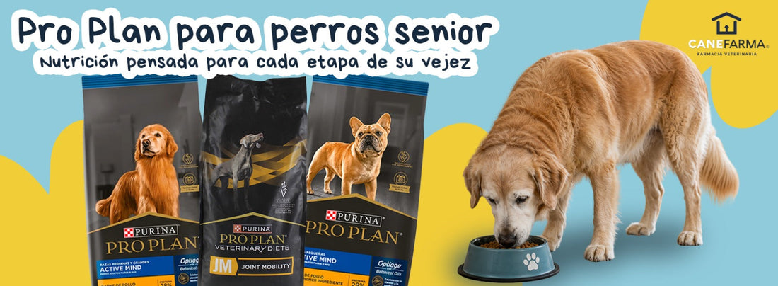 Pro Plan para perros senior: nutrición pensada para cada etapa de su vejez