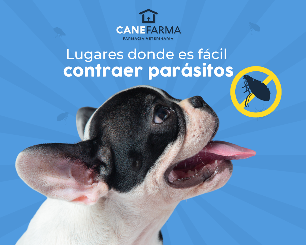 Lugares Donde Tus Peludos Pueden Encontrar Parásitos: Cómo Mantener a tus Mascotas Seguras