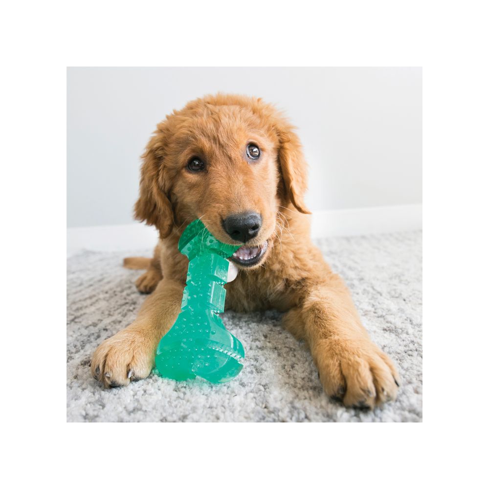 Kong Pelota Dental Squeezz Med