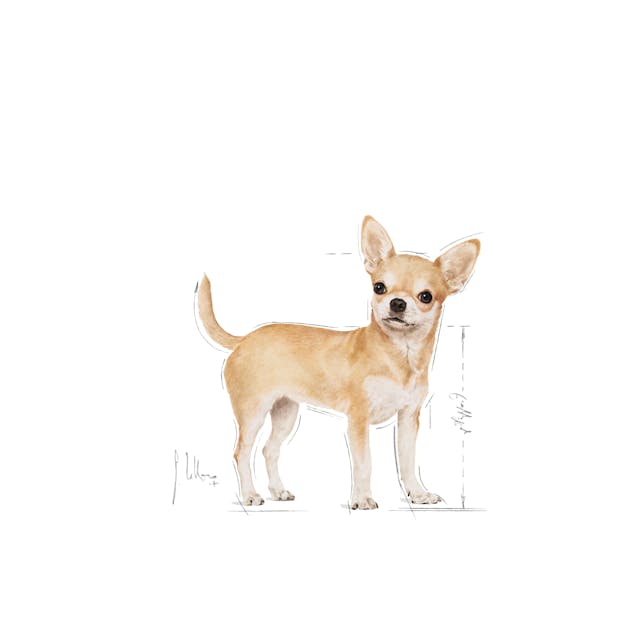 ROYAL CANIN BHN CHIHUAHUA LATA 85 G